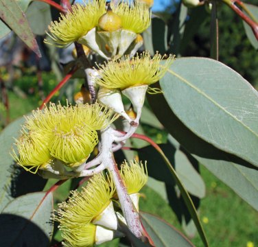 Eucalyptus Lemon Essential Oil China 4